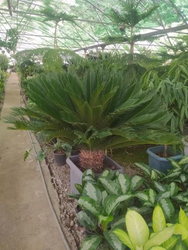 عکس گلخانه یاس