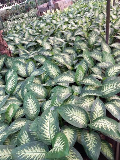 عکس گلخانه یاس