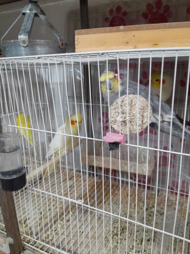 عکس پت‌شاپ‌غلامی 