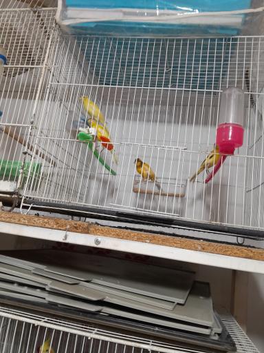 عکس پت‌شاپ‌غلامی 