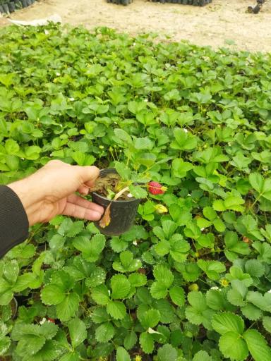 تولیدی گل و نهال بهشت 