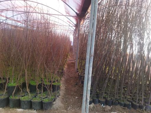 عکس تولیدی گل و نهال بهشت 