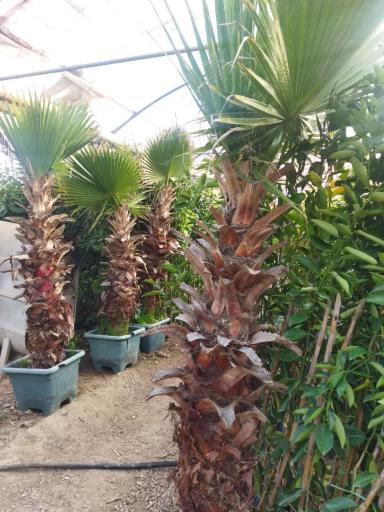 عکس تولیدی گل و نهال بهشت 