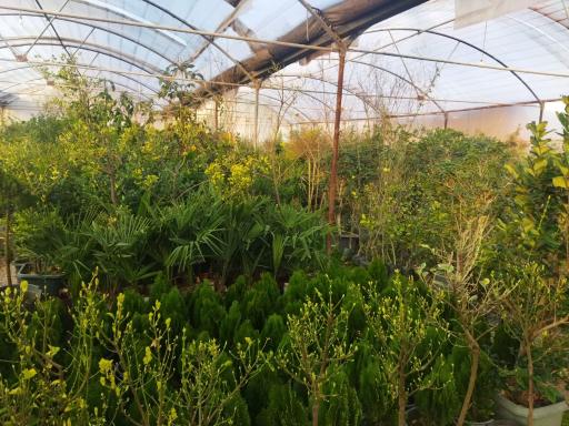 عکس تولیدی گل و نهال بهشت 