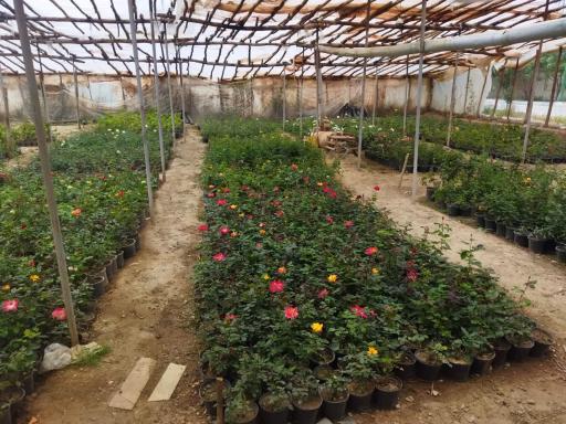 عکس تولیدی گل و نهال بهشت 