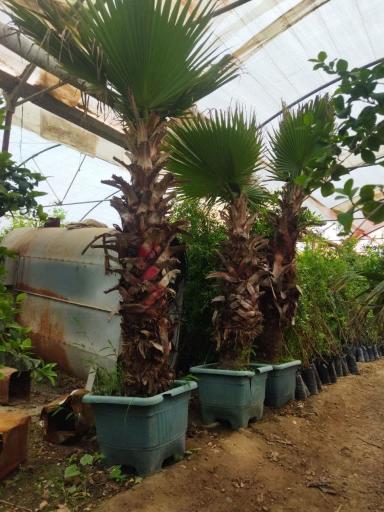 عکس تولیدی گل و نهال بهشت 