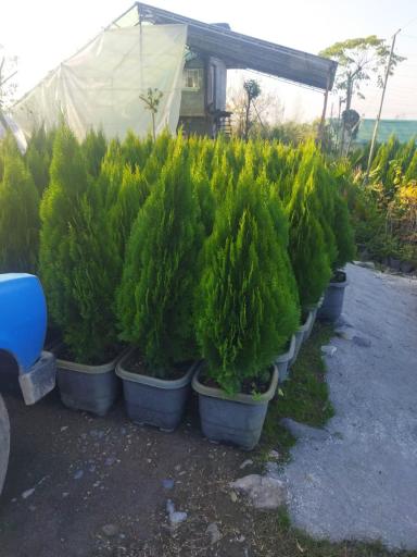 عکس تولیدی گل و نهال بهشت 