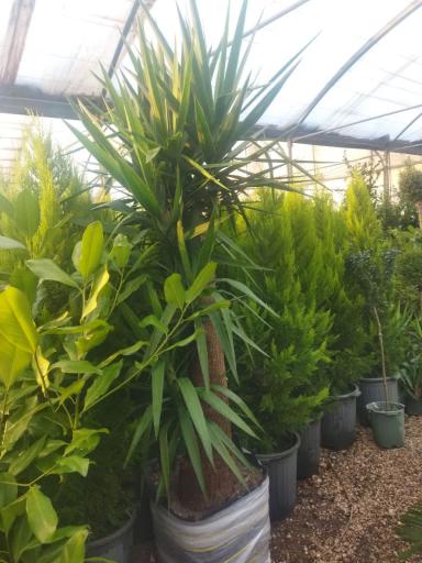 عکس تولیدی گل و نهال بهشت 