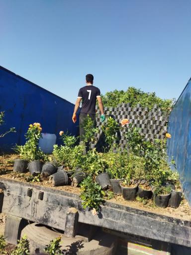 عکس تولیدی گل و نهال بهشت 