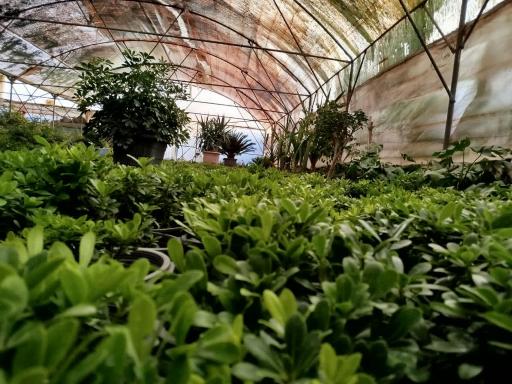 عکس گلخانه یاس