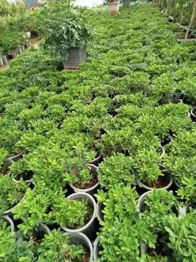 عکس گلخانه یاس