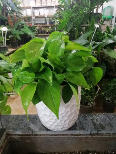 عکس گل فروشی ریحان