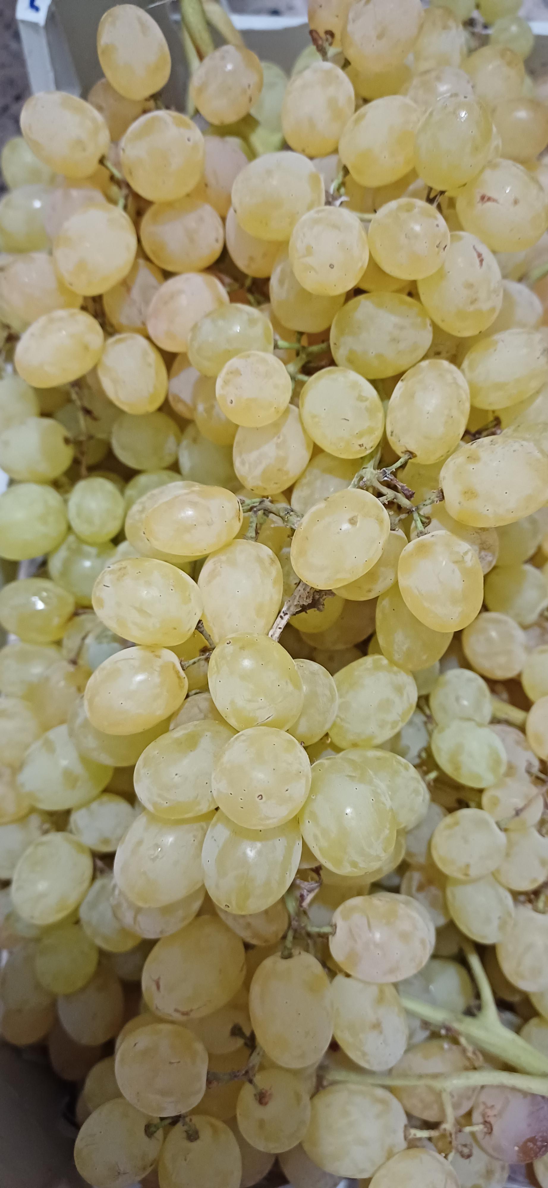 عکس میوه فروشی فیروزه