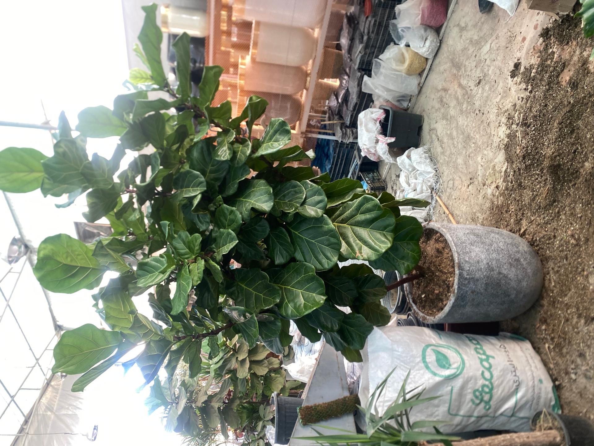 عکس نمایشگاه گل و گیاه پدر