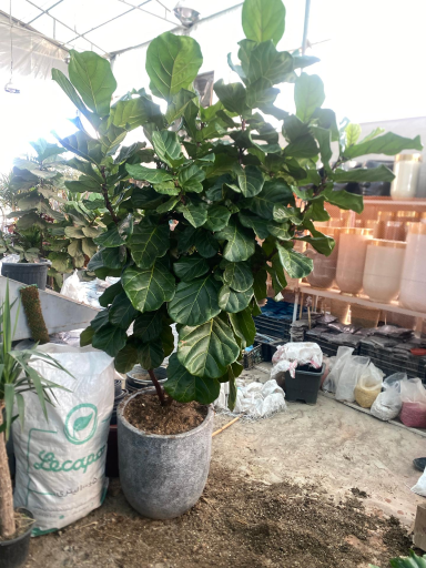 عکس نمایشگاه گل و گیاه پدر