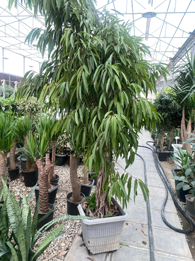 عکس نمایشگاه گل و گیاه پدر