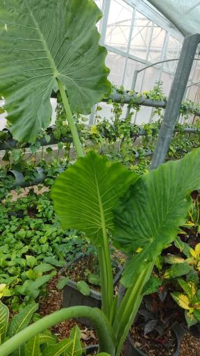 عکس گلخانه ذبیحی