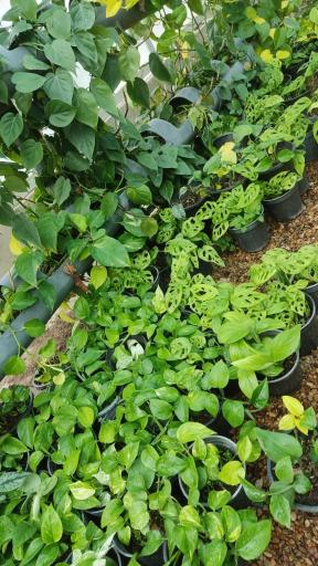 عکس گلخانه ذبیحی