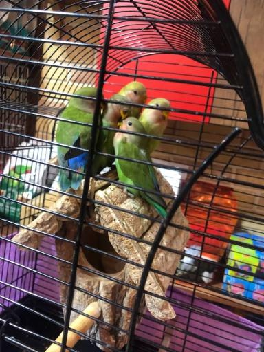 عکس پت شاپ عادل