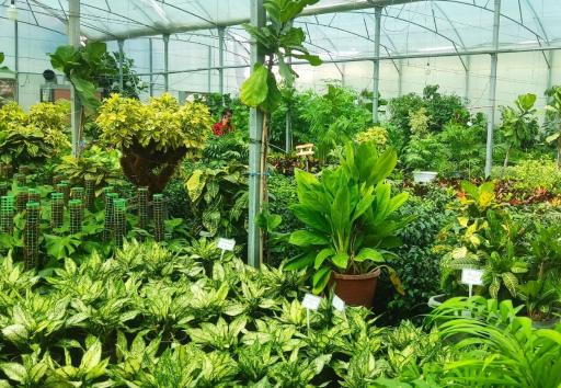 عکس گلخانه ذبیحی