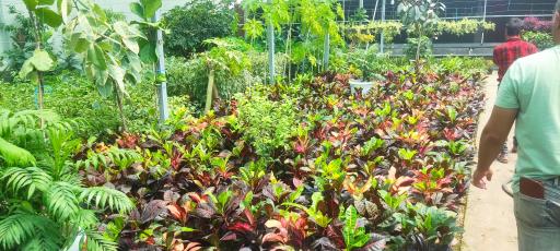 عکس گلخانه ذبیحی