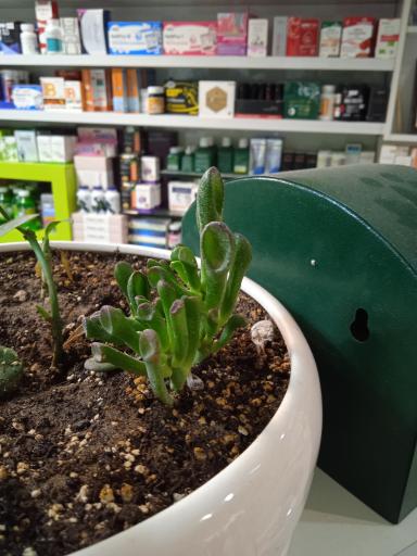 عکس داروخانه دکتر شجاعی الساداتی