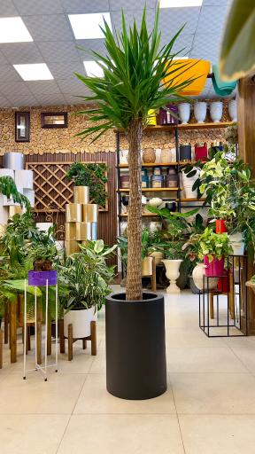 عکس گل و گیاه آقاخانی