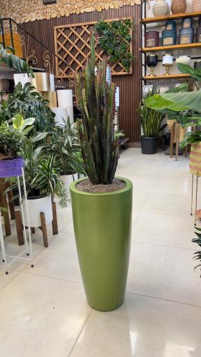 عکس گل و گیاه آقاخانی