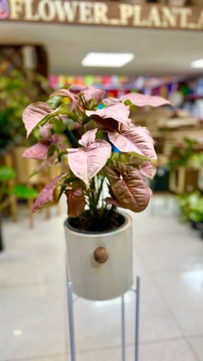 عکس گل و گیاه آقاخانی