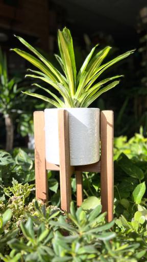 عکس گل و گیاه آقاخانی