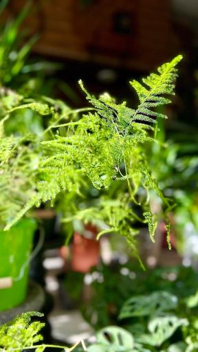 عکس گل و گیاه آقاخانی