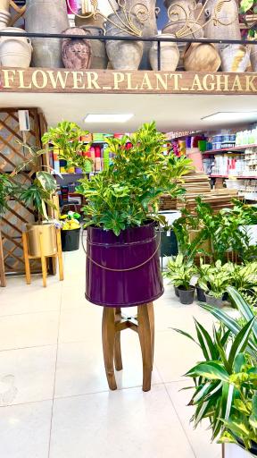 عکس گل و گیاه آقاخانی