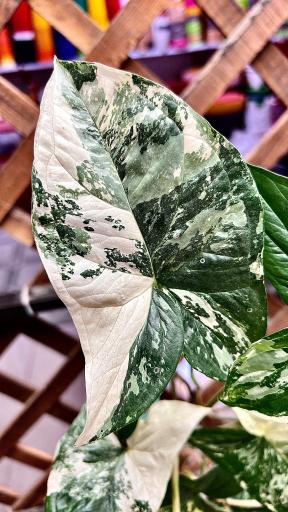 عکس گل و گیاه آقاخانی