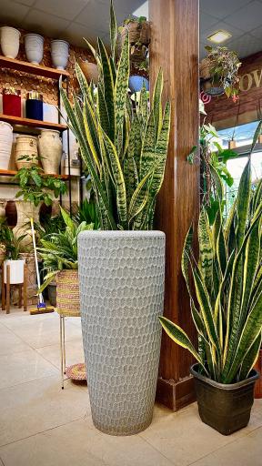 عکس گل و گیاه آقاخانی