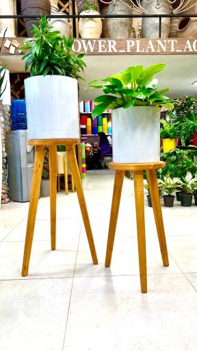 عکس گل و گیاه آقاخانی