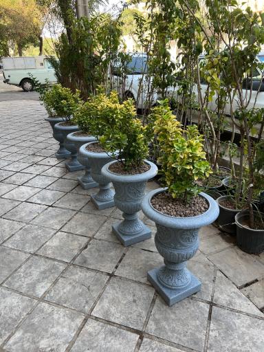 گل و گیاه آقاخانی