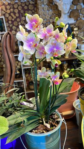 گل و گیاه آقاخانی