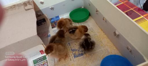 عکس کلینیک دامپزشکی حیوانات خانگی دکتر اسماعیل پور