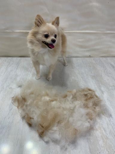 کلینیک دامپزشکی حیوانات خانگی دکتر اسماعیل پور