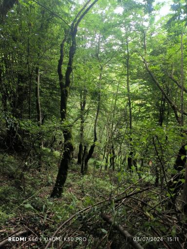 عکس بوستان جنگلی هزار پله