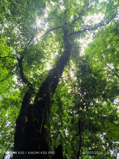 عکس بوستان جنگلی هزار پله