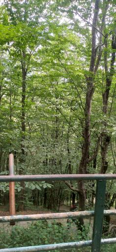 عکس بوستان جنگلی هزار پله