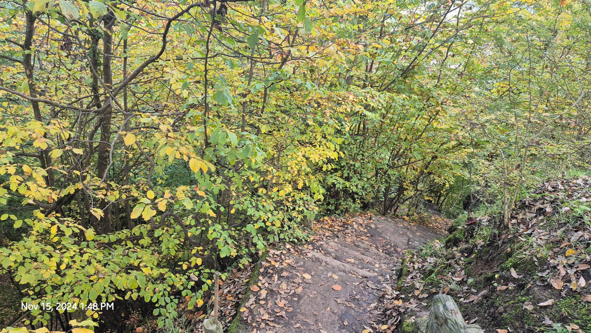 عکس پارک جنگلی هزار پله