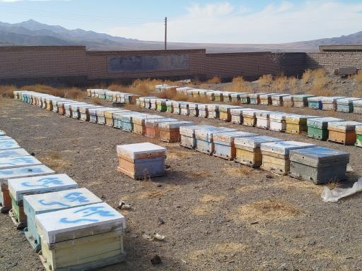 عکس عسل مناوند