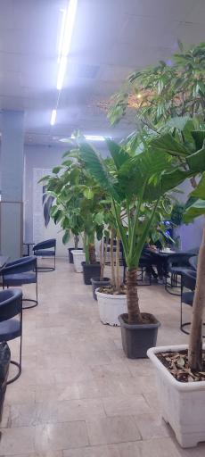 عکس کافه افرا 