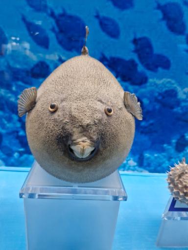 عکس مجموعه موزه های آستان قدس رضوی