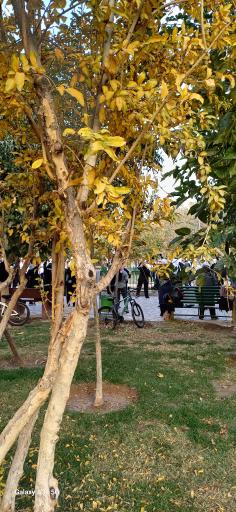 عکس بوستان فجر