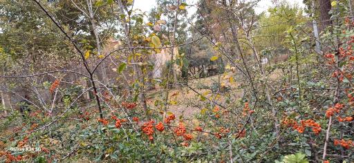 عکس بوستان فجر