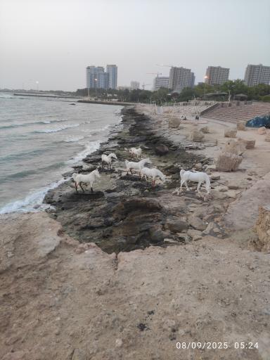 عکس تندیس اسب های ساحلی