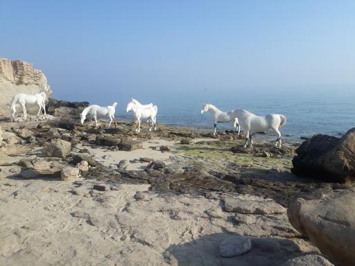 عکس تندیس اسب های ساحلی